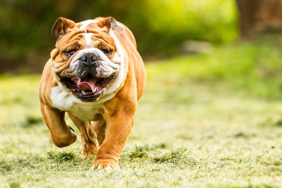 Dog Breeds