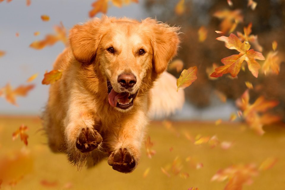 Dog Breeds