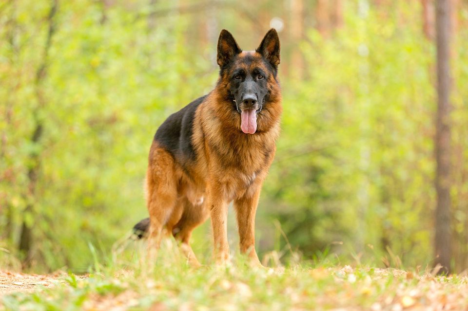 Dog Breeds