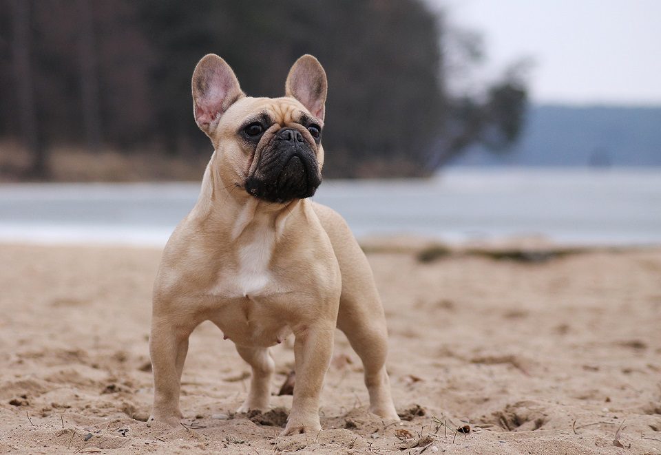 Dog Breeds