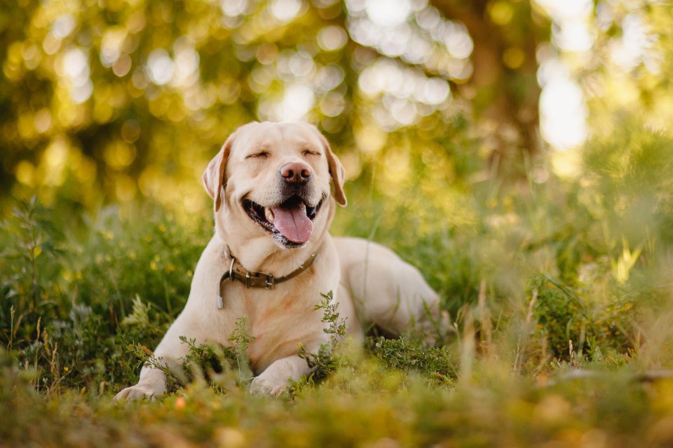 Dog Breeds