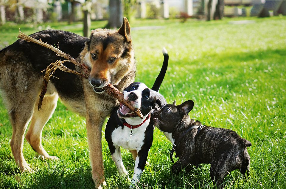 Dog Breeds