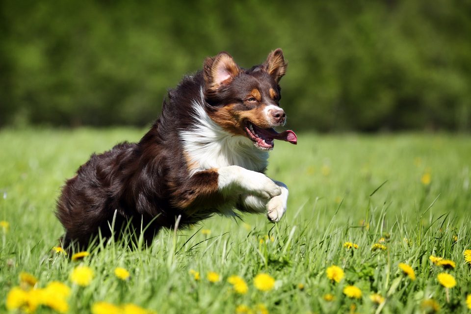 Dog Breeds
