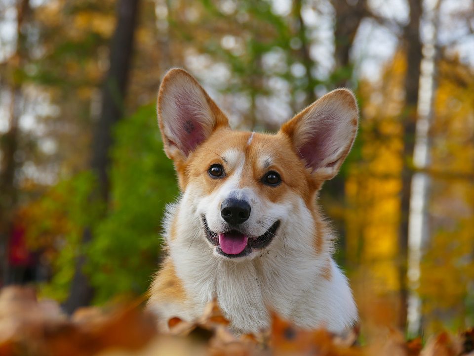 Dog Breeds