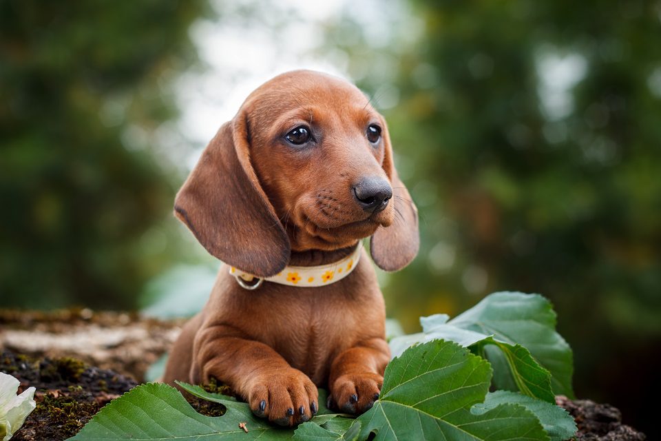Dog Breeds