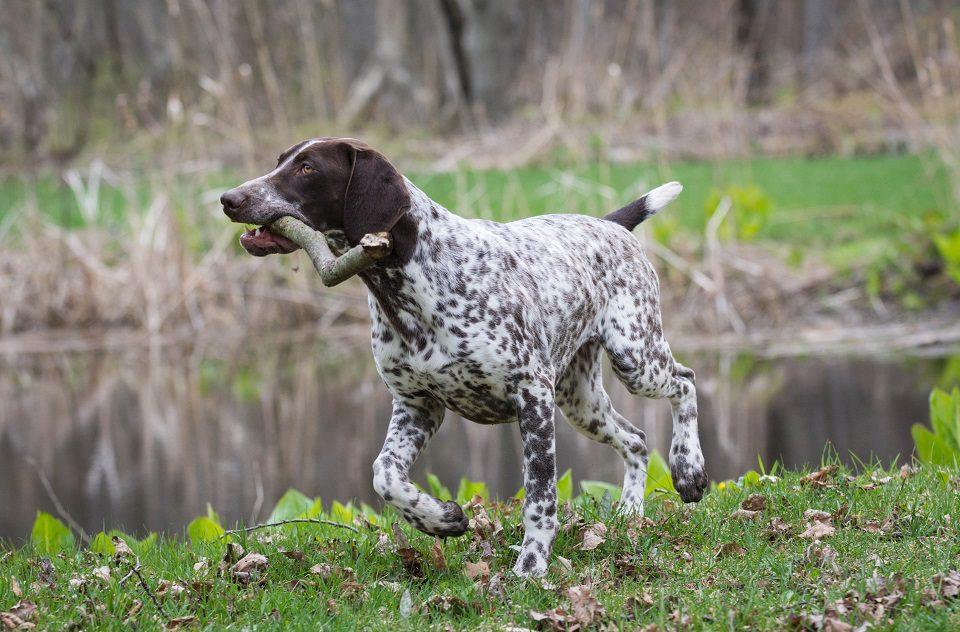 Dog Breeds