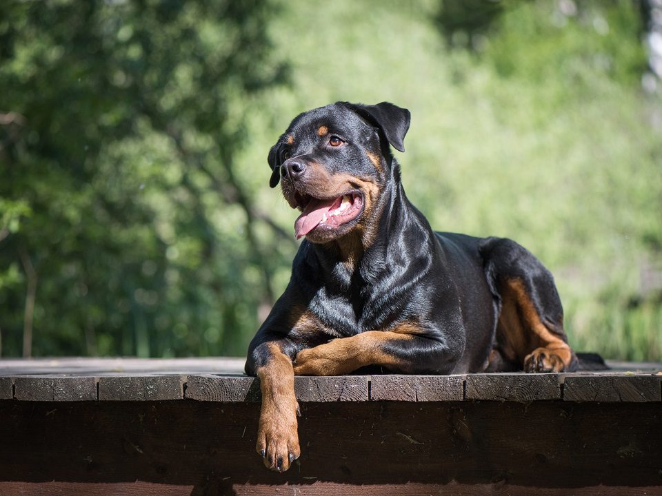 Dog Breeds