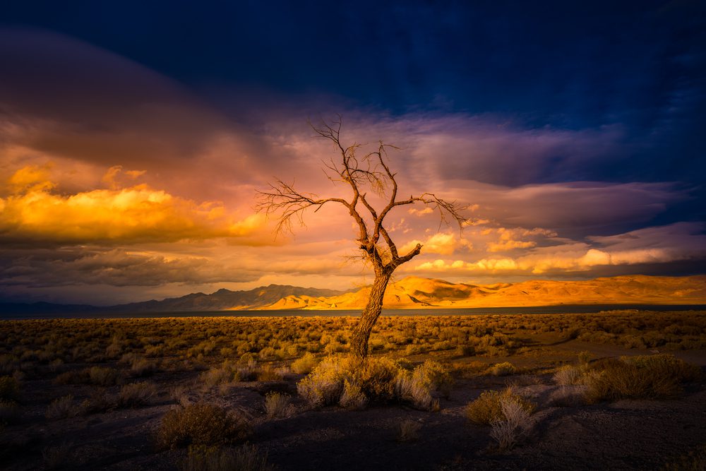 american land