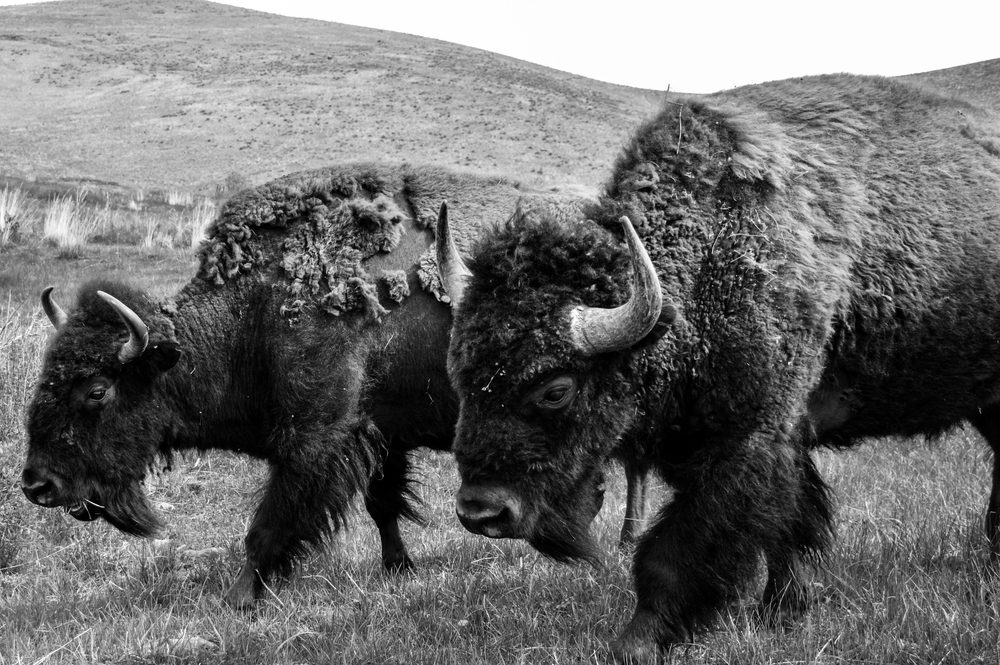 bisons wild west